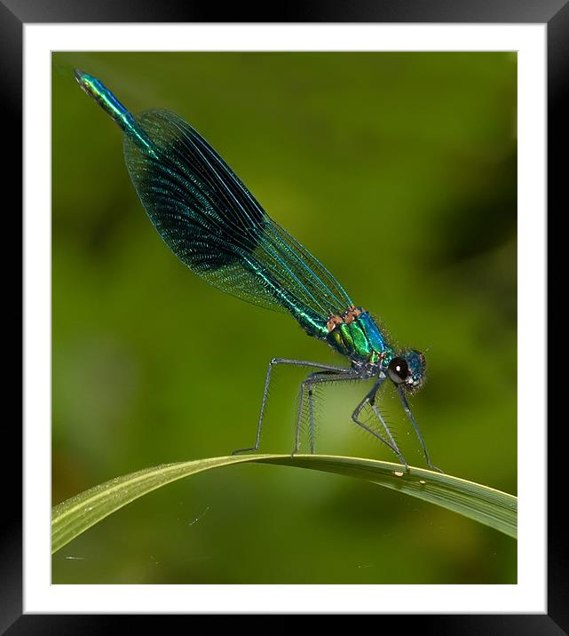 Banded Damselfly Framed Mounted Print by Mike Sherman Photog