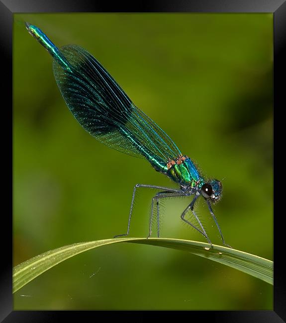 Banded Damselfly Framed Print by Mike Sherman Photog