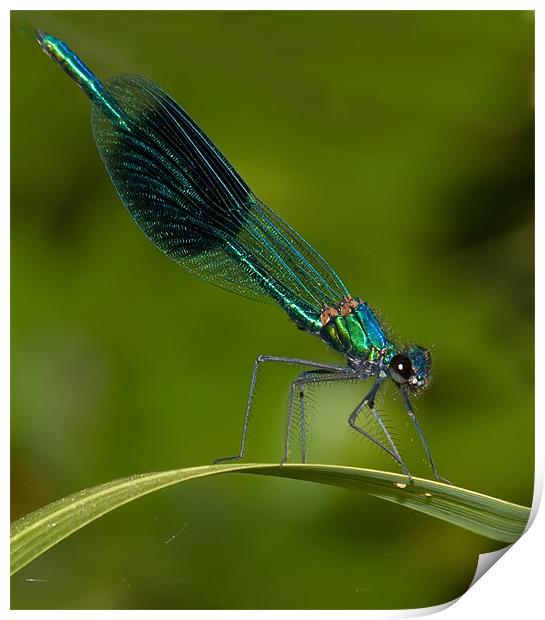 Banded Damselfly Print by Mike Sherman Photog