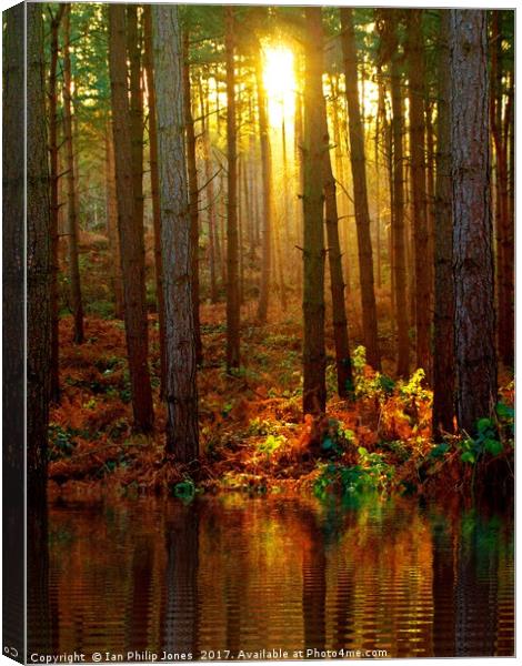 Delamere Forest Sunset Canvas Print by Ian Philip Jones