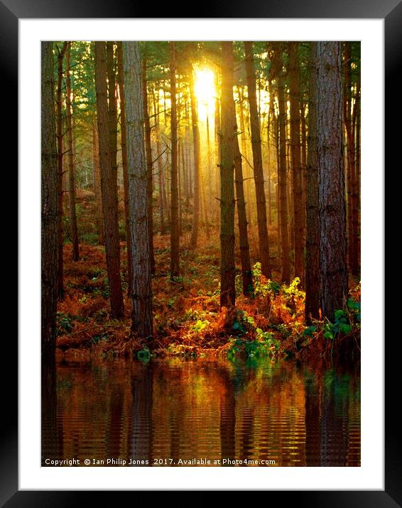 Delamere Forest Sunset Framed Mounted Print by Ian Philip Jones