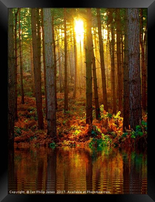 Delamere Forest Sunset Framed Print by Ian Philip Jones