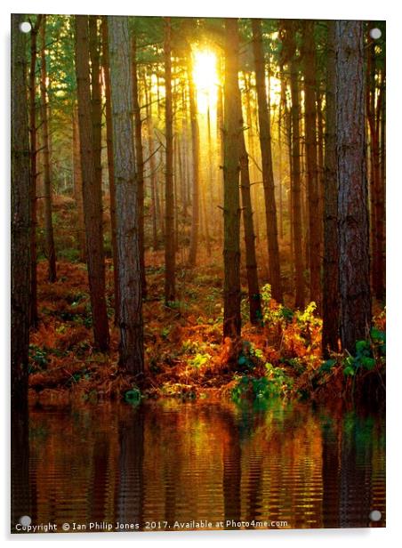 Delamere Forest Sunset Acrylic by Ian Philip Jones