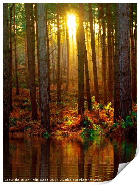 Delamere Forest Sunset Print by Ian Philip Jones