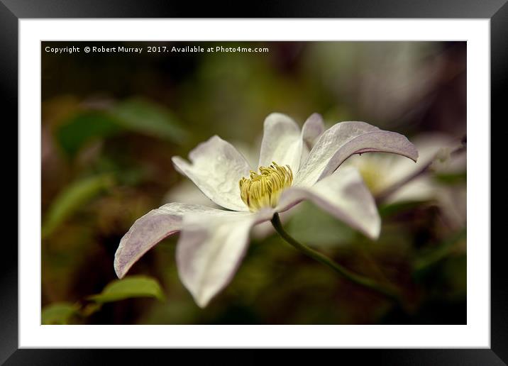 Clematis "Huldine" Framed Mounted Print by Robert Murray