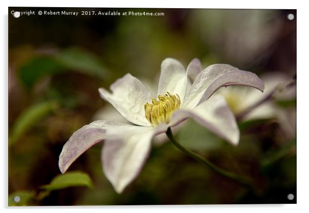 Clematis "Huldine" Acrylic by Robert Murray
