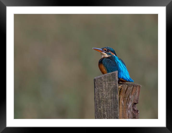 Kingfisher Framed Mounted Print by Angela H