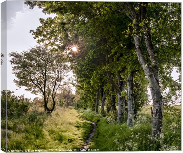 The path by the birch trees Canvas Print by Dan Hopkins