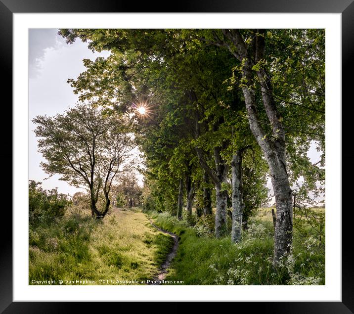 The path by the birch trees Framed Mounted Print by Dan Hopkins