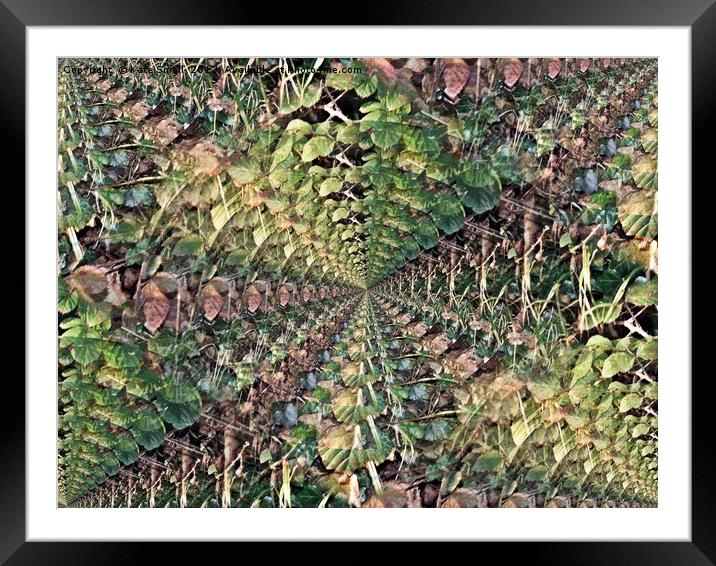 Leaves Framed Mounted Print by Kate Small