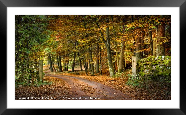 Autumn Gold Framed Mounted Print by AMANDA AINSLEY
