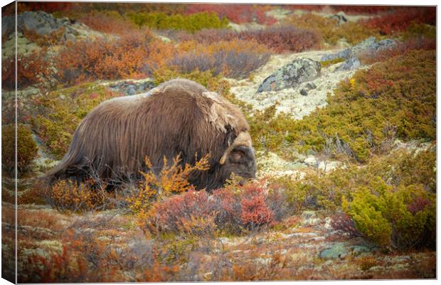 Bull Musk Ox Grazing Canvas Print by Natures' Canvas: Wall Art  & Prints by Andy Astbury