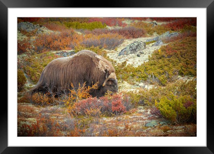 Bull Musk Ox Grazing Framed Mounted Print by Natures' Canvas: Wall Art  & Prints by Andy Astbury