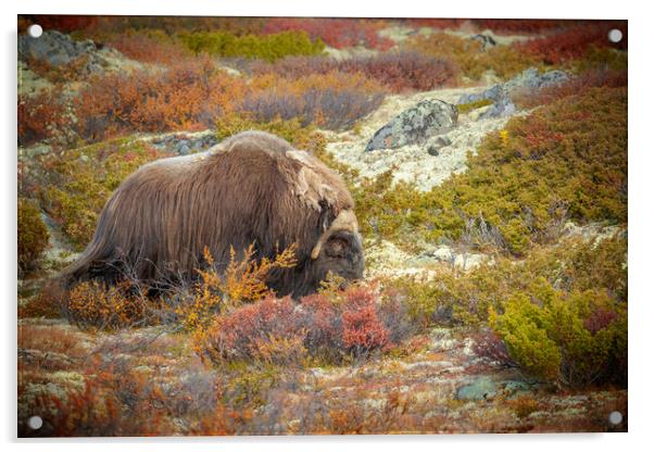 Bull Musk Ox Grazing Acrylic by Natures' Canvas: Wall Art  & Prints by Andy Astbury