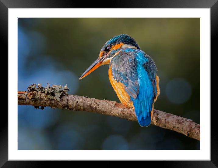 Kingfisher Framed Mounted Print by Angela H