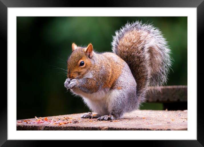 Squirrel  Framed Mounted Print by Dean Merry