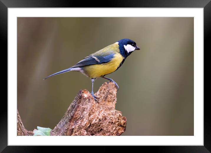 Great tit Framed Mounted Print by Dean Merry