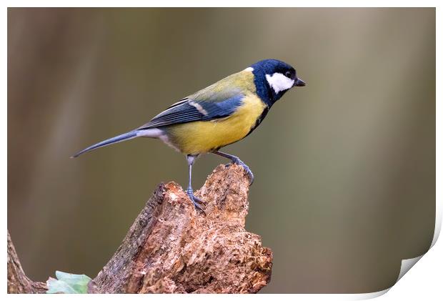 Great tit Print by Dean Merry