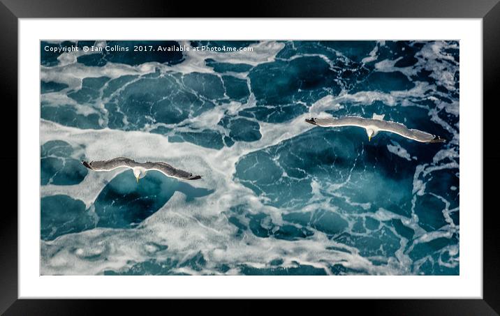 Two Birds over the Water Framed Mounted Print by Ian Collins