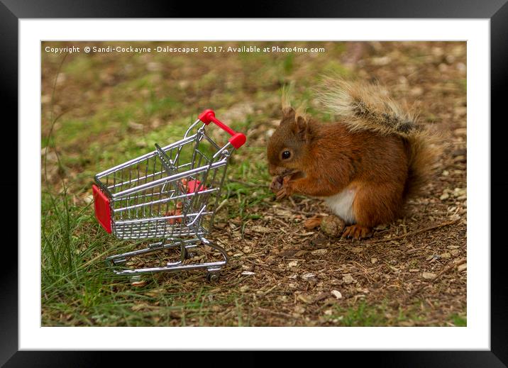 Shopping For Nuts! Framed Mounted Print by Sandi-Cockayne ADPS