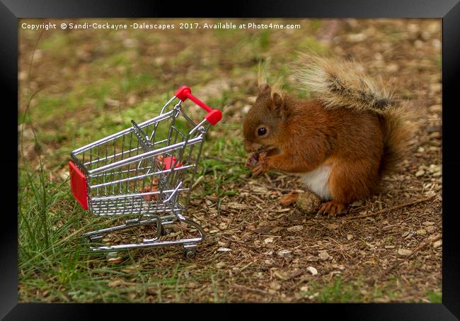 Shopping For Nuts! Framed Print by Sandi-Cockayne ADPS