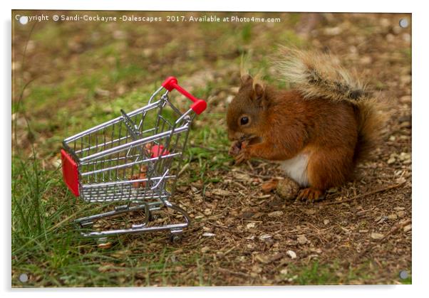 Shopping For Nuts! Acrylic by Sandi-Cockayne ADPS