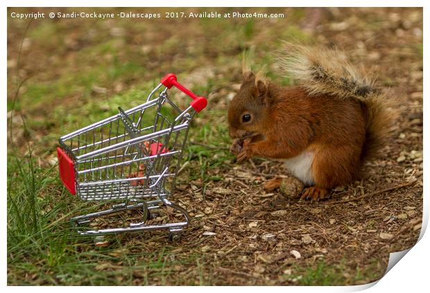 Shopping For Nuts! Print by Sandi-Cockayne ADPS