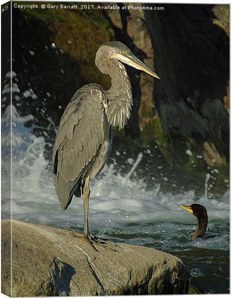 Heron & Cormorant Canvas Print by Gary Barratt