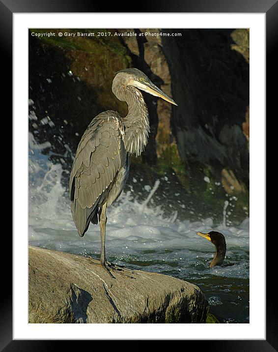 Heron & Cormorant Framed Mounted Print by Gary Barratt