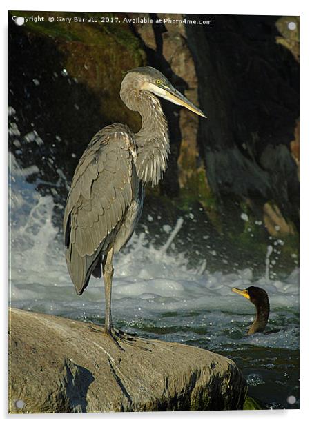 Heron & Cormorant Acrylic by Gary Barratt