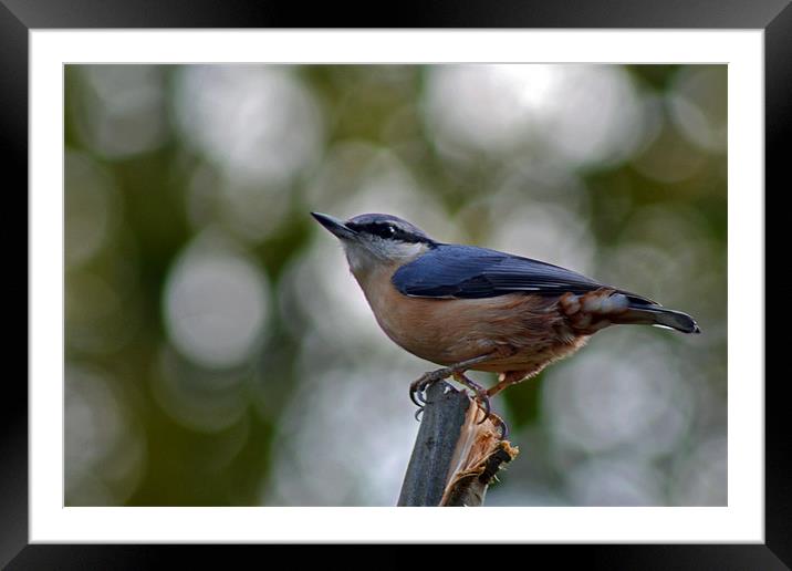 Nuthatch Framed Mounted Print by Donna Collett
