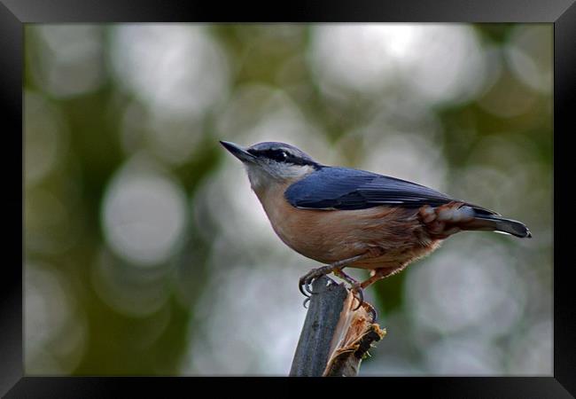 Nuthatch Framed Print by Donna Collett