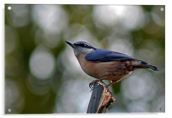 Nuthatch Acrylic by Donna Collett