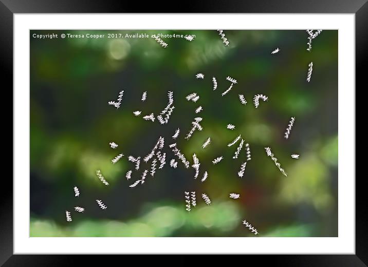 Tiny Flies Sync in Motion  Framed Mounted Print by Teresa Cooper