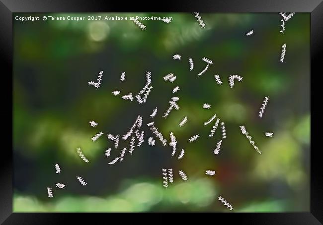 Tiny Flies Sync in Motion  Framed Print by Teresa Cooper