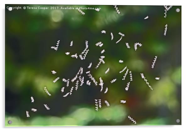 Tiny Flies Sync in Motion  Acrylic by Teresa Cooper