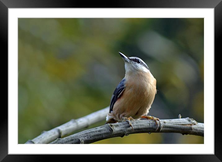 Red Breasted Nuthatch Framed Mounted Print by Donna Collett