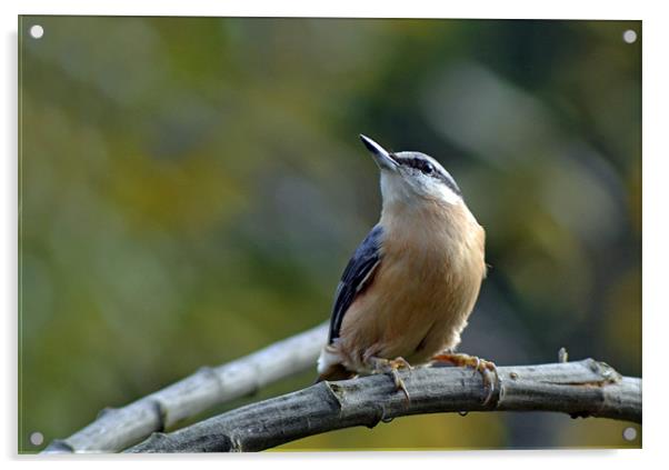 Red Breasted Nuthatch Acrylic by Donna Collett