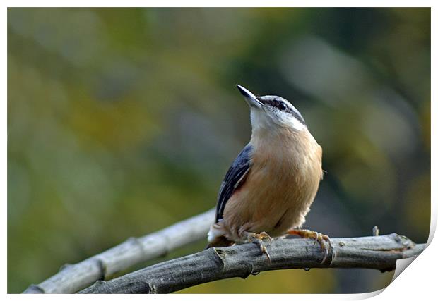 Red Breasted Nuthatch Print by Donna Collett