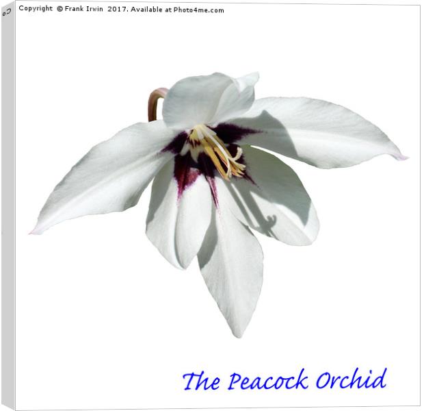 The Peacock Orchid Canvas Print by Frank Irwin