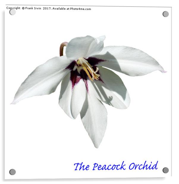 The Peacock Orchid Acrylic by Frank Irwin