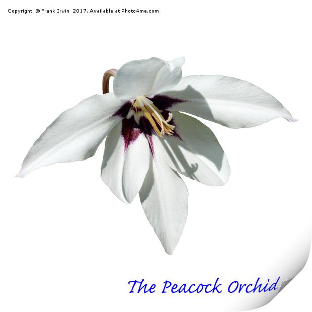 The Peacock Orchid Print by Frank Irwin