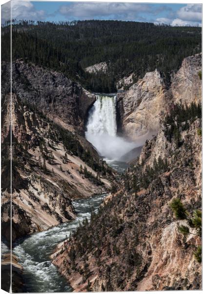 Yellowstone Lower Falls  Canvas Print by Janet Mann