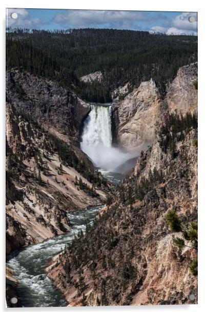 Yellowstone Lower Falls  Acrylic by Janet Mann