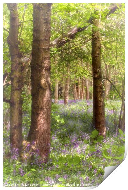 Dreaming of Bluebells in Spring Print by Linsey Williams