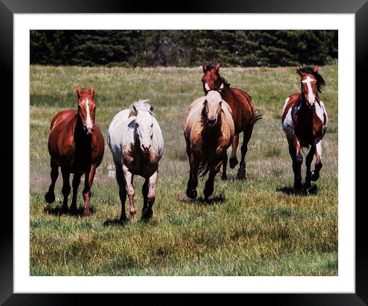 Horses Running Free Framed Mounted Print by Janet Mann