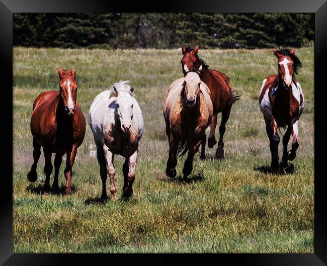 Horses Running Free Framed Print by Janet Mann