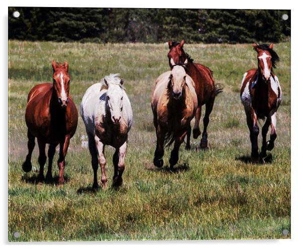 Horses Running Free Acrylic by Janet Mann