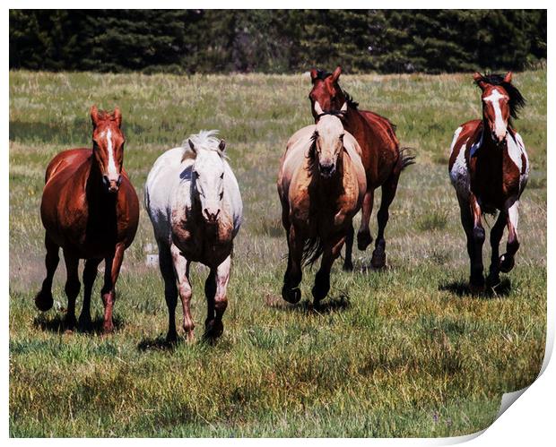 Horses Running Free Print by Janet Mann