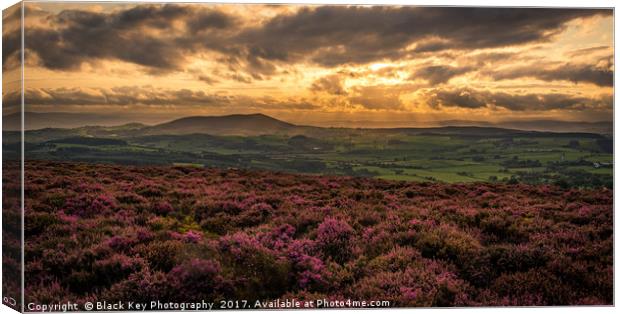 Hidden in Heather, a view from Stiperstones, Shrop Canvas Print by Black Key Photography